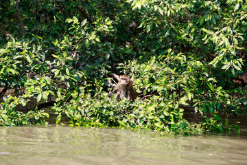 monkey in the forest on the tree