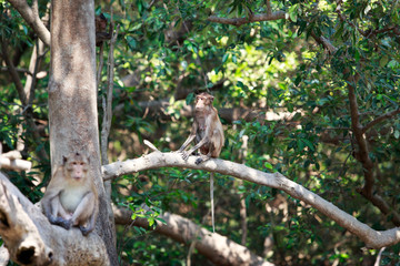 monkey in the forest