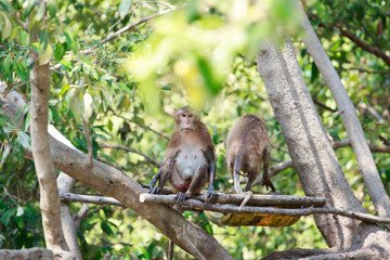 two monkey in the forest