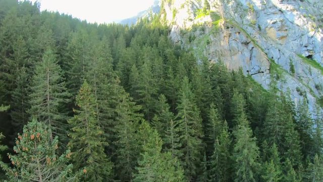 FTP drone shot, rising over spruce tree forest, towards a mountain wall, near lake Oeschinensee, on a sunny summer evening, in Kandersteg, Bern, in the alps of Switzerland