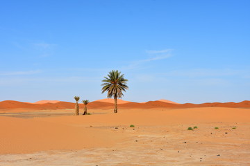  Merzouga Erg Chebbi dunes, Morocco