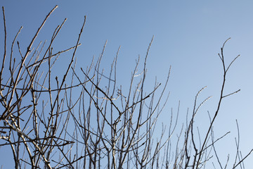 Dry or bare naked leafless tree branches in the fall, autumn or winter season with the blue sky Trees in the Winter or fall at nature 