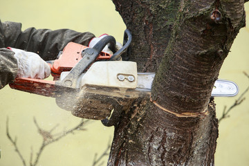chainsaw in a hands