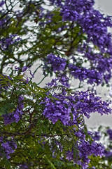 Jacaranda blossom close up