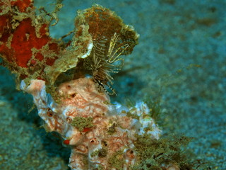 The amazing and mysterious underwater world of Indonesia, North Sulawesi, Manado, scorpionfish