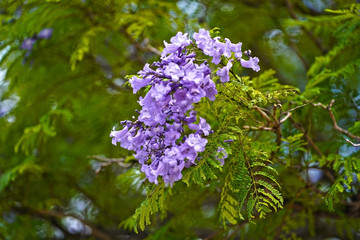 Jacaranda blossom close up