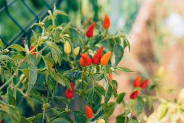 Ornamental red peppers vegetable in the garden or field at farm (dwarf pepper, Capsicum annuum) A...