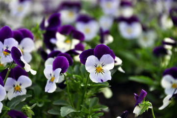 blue flowers on green background