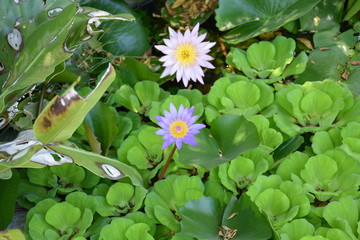 lotus flower in the pond