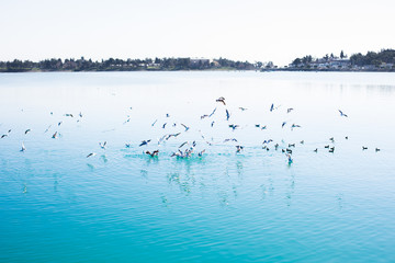Birds on the river, lake or blue sea in the nature. Seagulls by the sea or river.