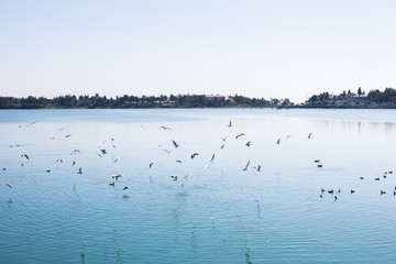 Birds on the river, lake or blue sea in the nature. Seagulls by the sea or river.