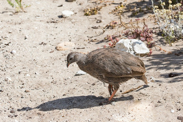 Cape Spurfowl or Cape Francolin (Pternistes capensis) in coastal fynbos, Western Cape, South Africa