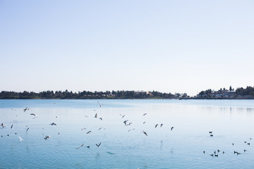 Birds on the river, lake or blue sea in the nature. Seagulls by the sea or river.