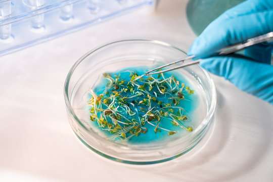 Scientist Holding Petri Dish With Seeds In Laboratory, Top View.