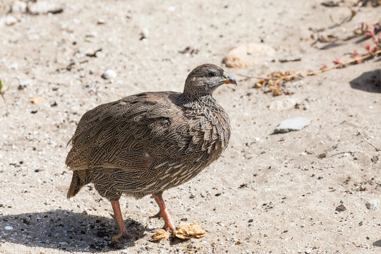 Cape Spurfowl or Cape Francolin (Pternistes capensis) in coastal fynbos, Western Cape, South Africa