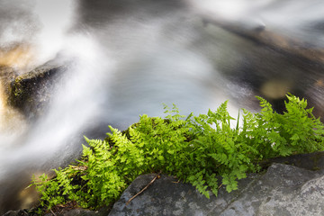 Rushing creek with ferns on the bank in Montana