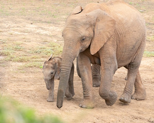  African Elelphant (Loxodonta africana) cow with young baby calf, Addo Elelphant National Park,...