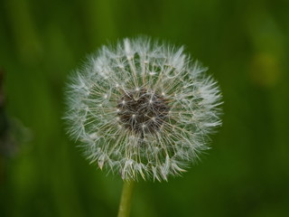 Fototapeta premium Dandelion after rain. Nature of Leningrad region.