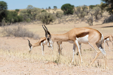 Springbok or Springbuck (Antidorcas marsupialis) grazing in the Auob River, Kgalagadi Transfrontier Park, Kalahari, Northern Cape, South Africa