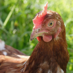 Portrait of a curious hen looking at camera