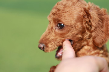 Happy puppies in a private playground