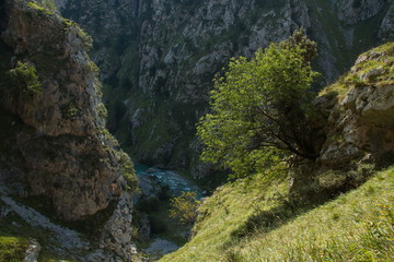 Obraz premium Valley of Rio Cares at hiking track Ruta del Cares from Poncebos to Cain in Picos de Europa in Asturia,Spain,Europe