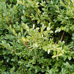 (Buxus sempervirens) Common box or boxwood, an ornamental shrub with small yellow-green oval, opposite leaves along stems, scented greenish-yellow flowers and small capsule of fruits.