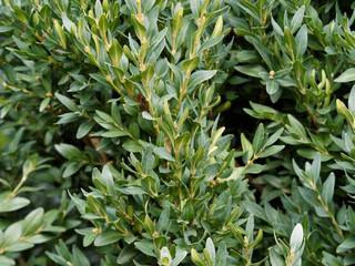 (Buxus sempervirens) Common box or boxwood, an ornamental shrub with small yellow-green oval, opposite leaves along stems