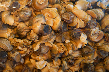 Amazing food golden apple snail in the street market Thailand.