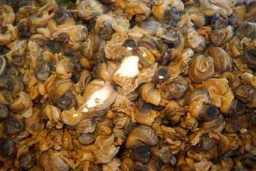 Amazing food golden apple snail in the street market Thailand.