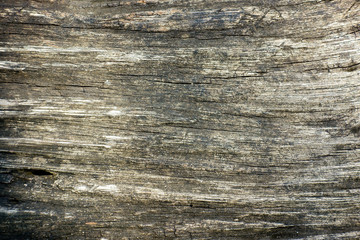 texture of wood