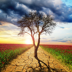 Dry cracked earth and dead tree in the middle of blooming field. Concept of change climate or...