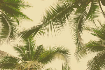 tropical coconut palm leaves on sky background, vintage toned