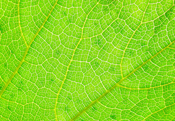 texture of leaf, green nature background 