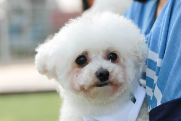 Happy puppies in a private playground