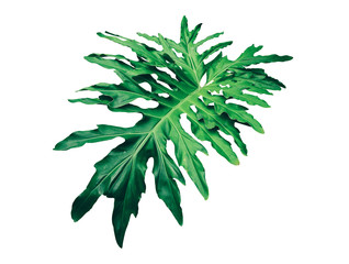 tropical exotic leaf isolated on white background
