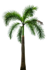 tropical palm tree isolated on white background