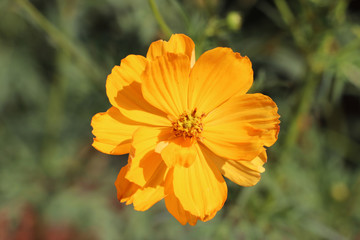 Yellow Cosmos sulphureus flower on the green tree. It is also known as sulfur cosmos and attract birds and butterflies.