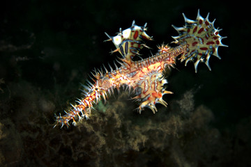 Harlequin Ghost Pipefish (Solenostomus paradoxus). Underwater macro photography from Lembeh Strait, Indonesia