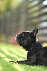 フレンチブルドッグ