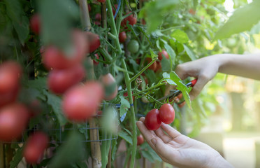 Farmer holding and harvesting ripe tomato at garden.