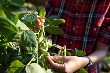 Farmer showing the branch of green soybean (Edamame) in agricultural soy plantation in the pot.Vegetable Growing.Self sufficiency concept.