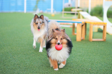 Happy puppies in a private playground