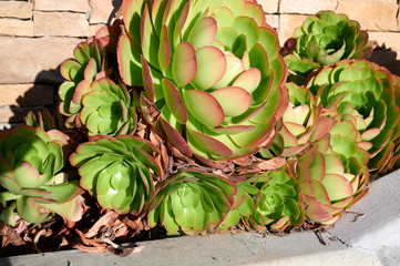 Giant succulent plants in garden