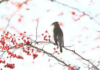 Cedar Waxwing with red berries