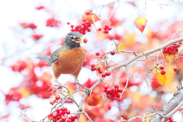 American Robin with red berries
