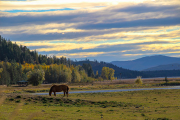 horses on pasture at sunset