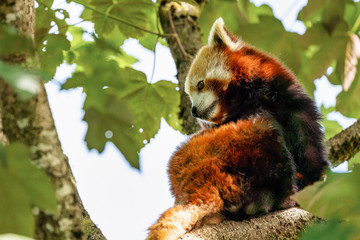The red panda, Ailurus fulgens, also called the lesser panda.