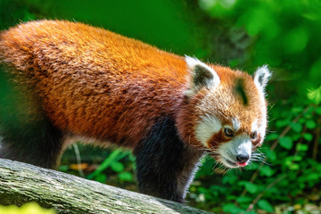 The red panda, Ailurus fulgens, also called the lesser panda.