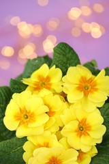 Naklejka na ściany i meble Spring flowers. Primrose flower.Primrose yellow bouquet on a delicate lilac background with golden bokeh.Bright floral pink background.